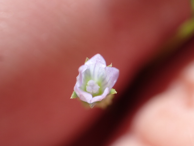 Ravenella angustiflora