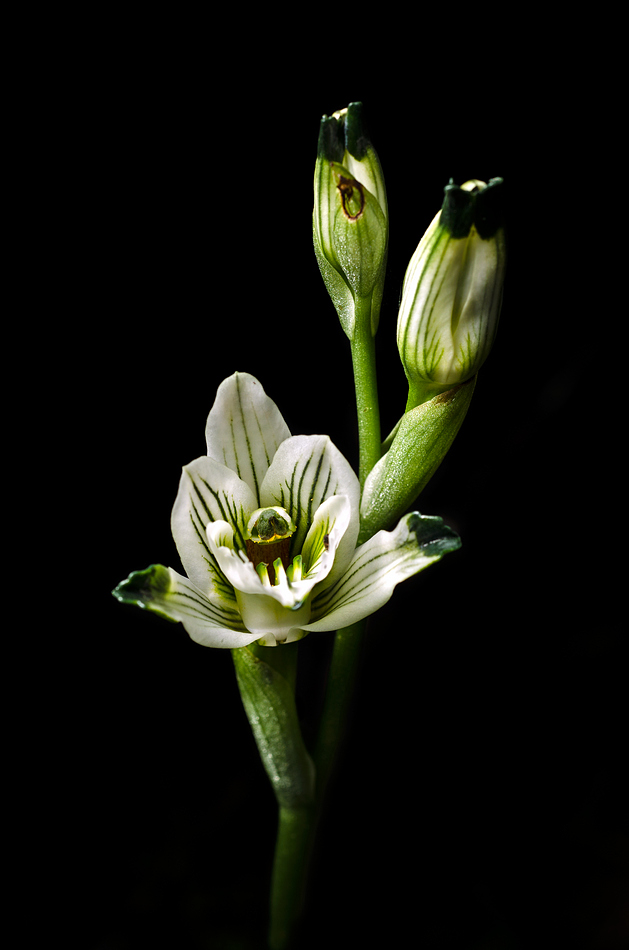 Chloraea bletioides