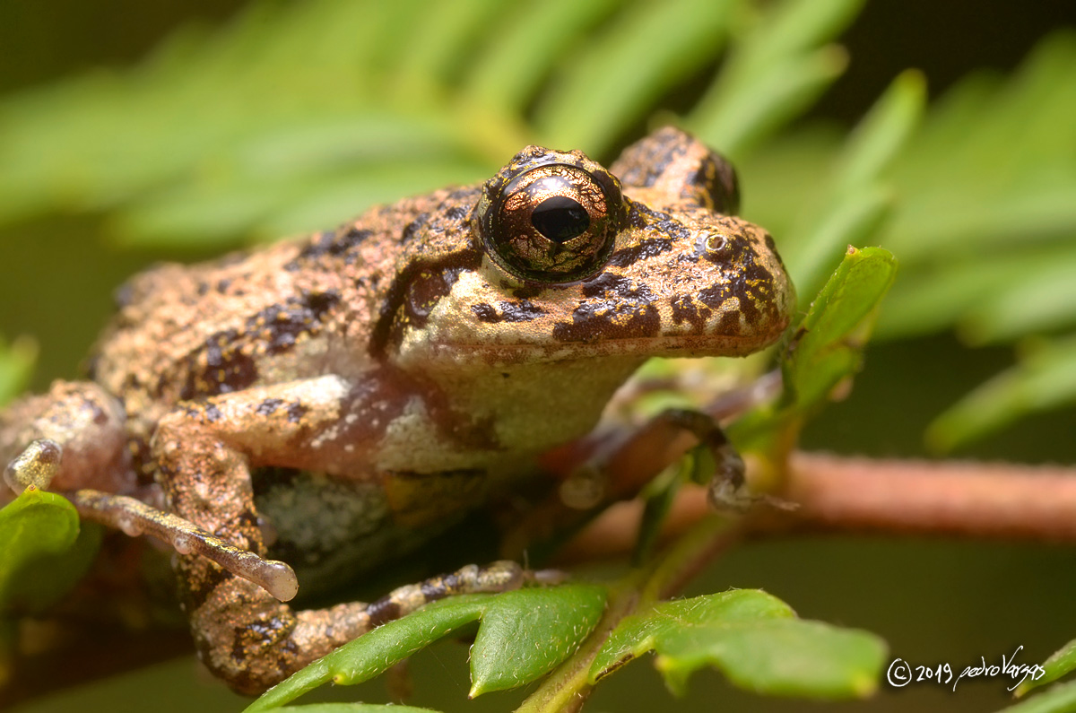 Batrachyla leptopus Batrachyla leptopus