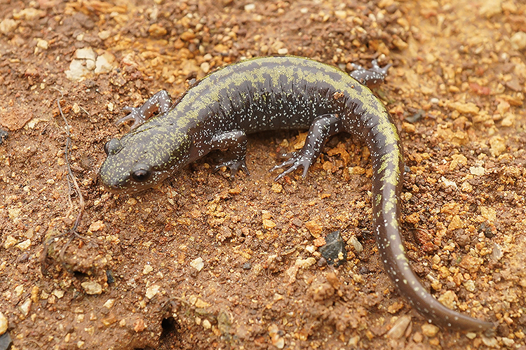 Ambystoma macrodactylum macrodactylum