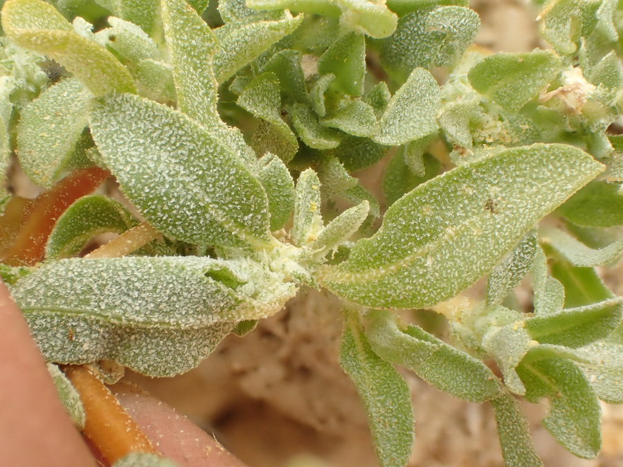 Atriplex serenana var. davidsonii