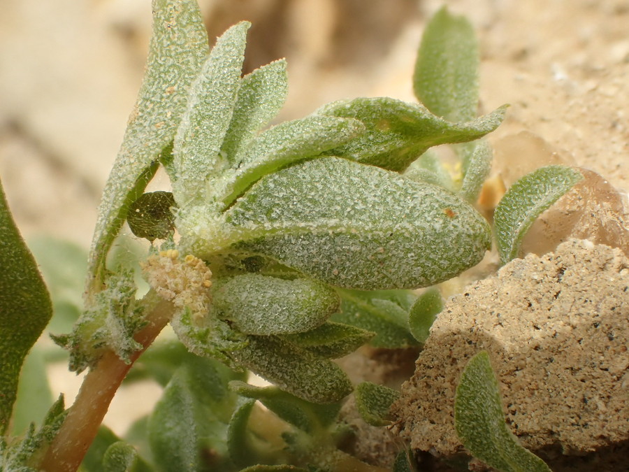 Atriplex serenana var. davidsonii
