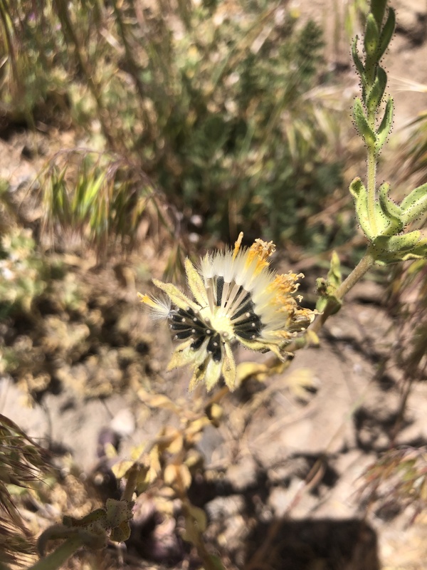 Layia heterotricha Layia heterotricha