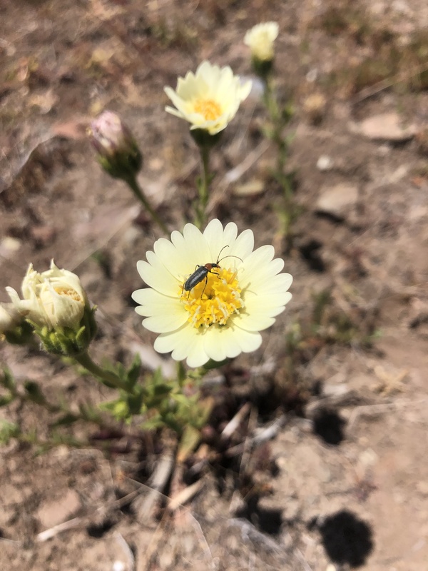 Layia heterotricha Layia heterotricha
