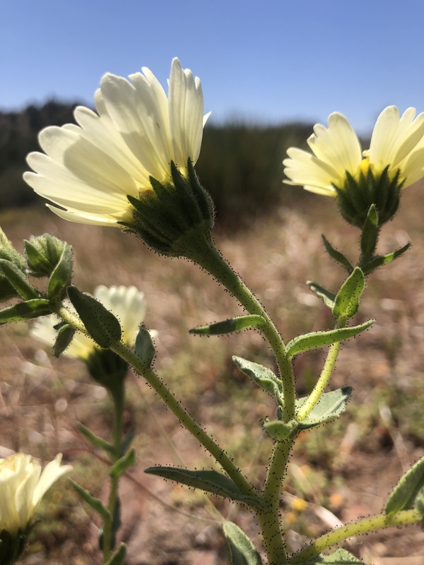 Layia heterotricha Layia heterotricha