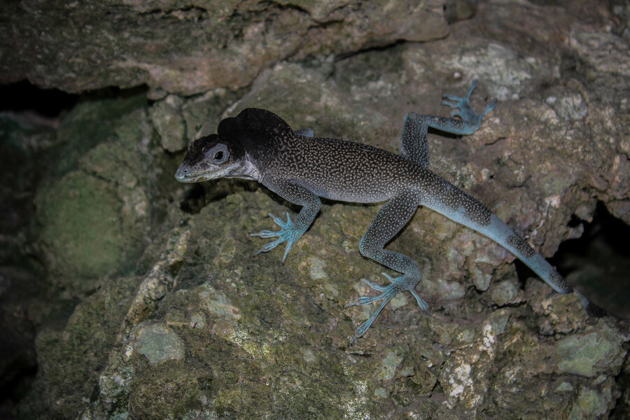 Anolis agassizi