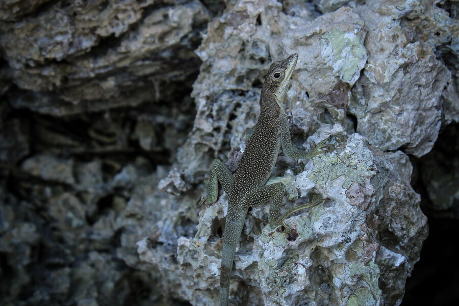 Anolis agassizi