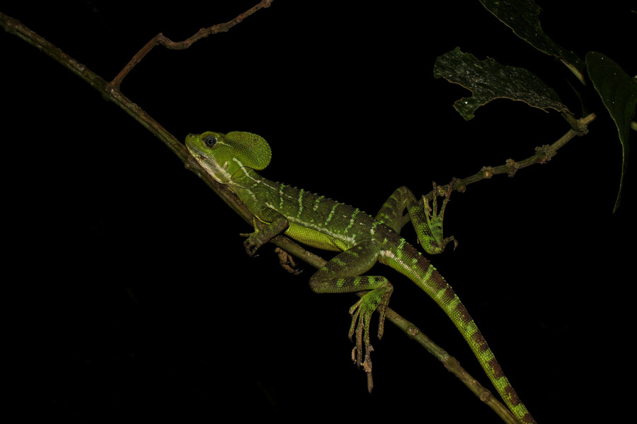 Basiliscus galeritus