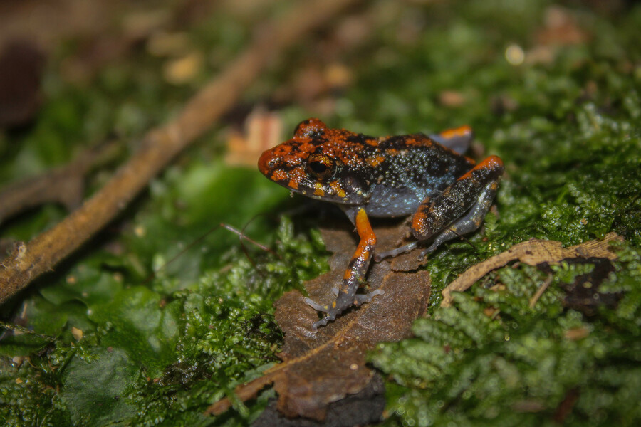 Pristimantis gaigei