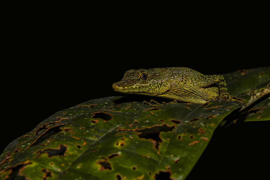 Anolis anoriensis