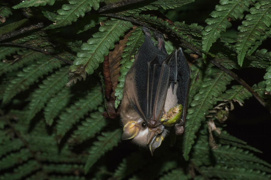 Artibeus sp.
