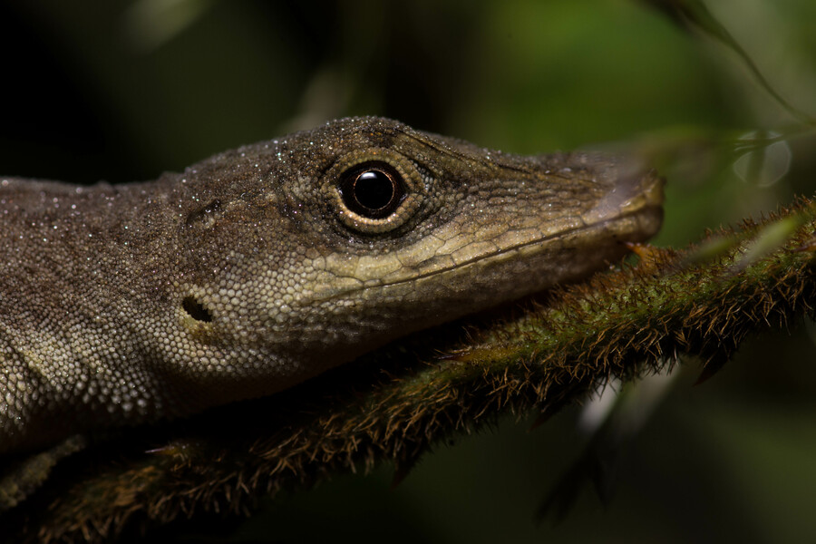 Anolis mariarum