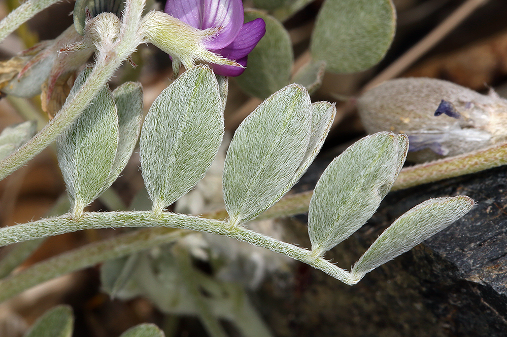Astragalus mohavensis