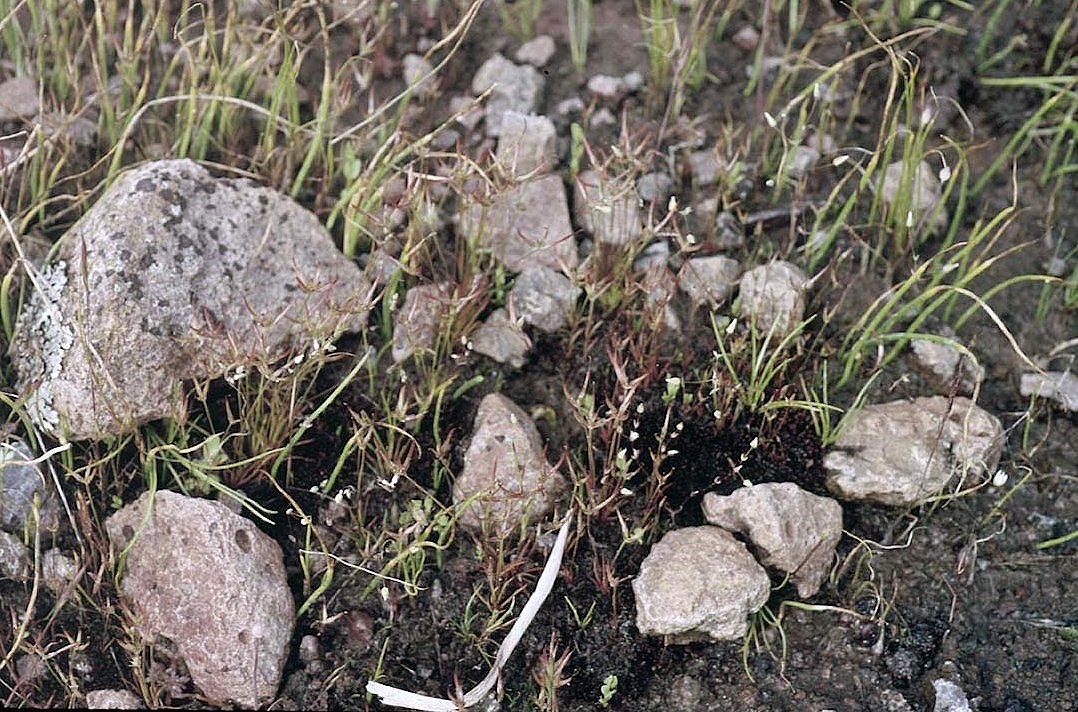 Juncus digitatus