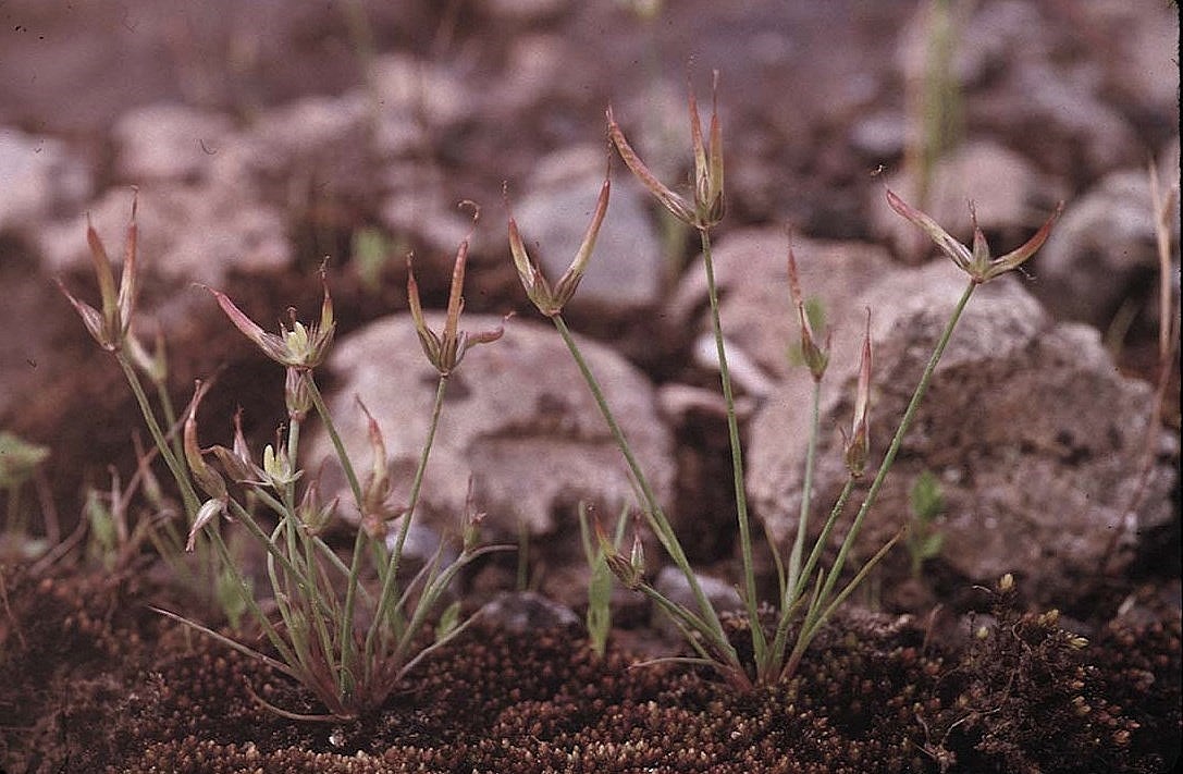 Juncus digitatus