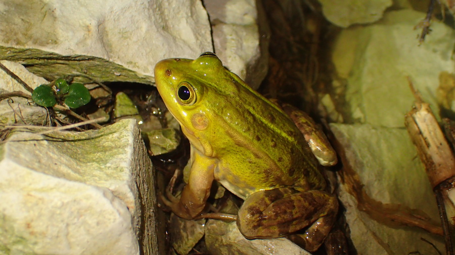 Pelophylax lessonae