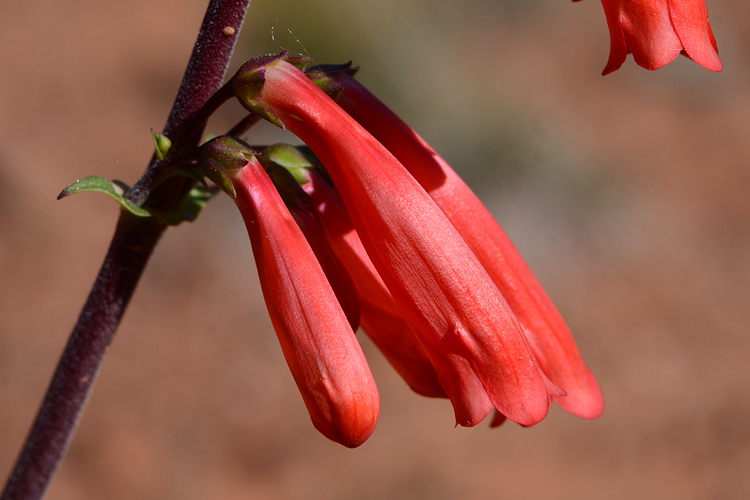 Penstemon eatonii ssp. undosus