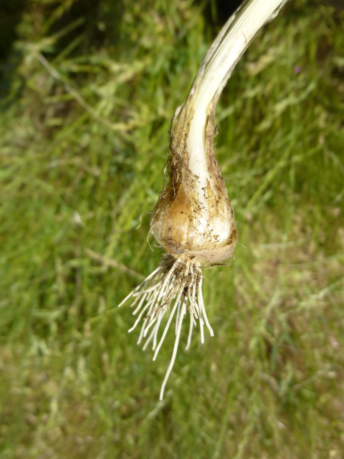 Allium vineale