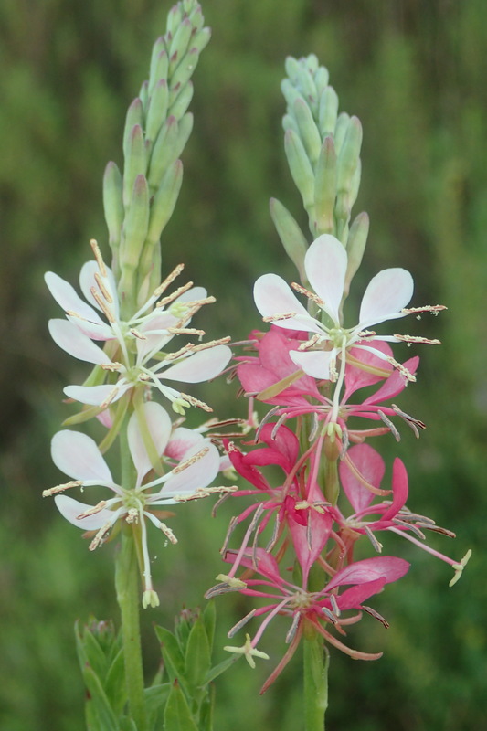 Oenothera xenogaura