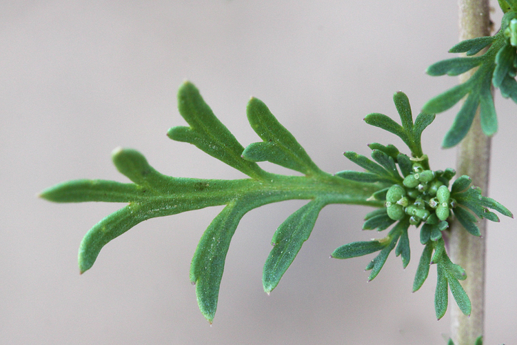 Lepidium didymum Lepidium didymum