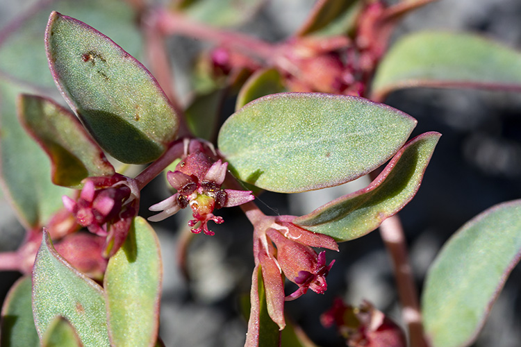 Euphorbia chaetocalyx