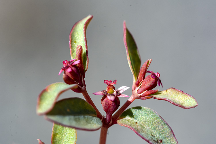 Euphorbia chaetocalyx