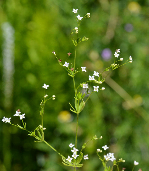 Galium mexicanum ssp. asperulum
