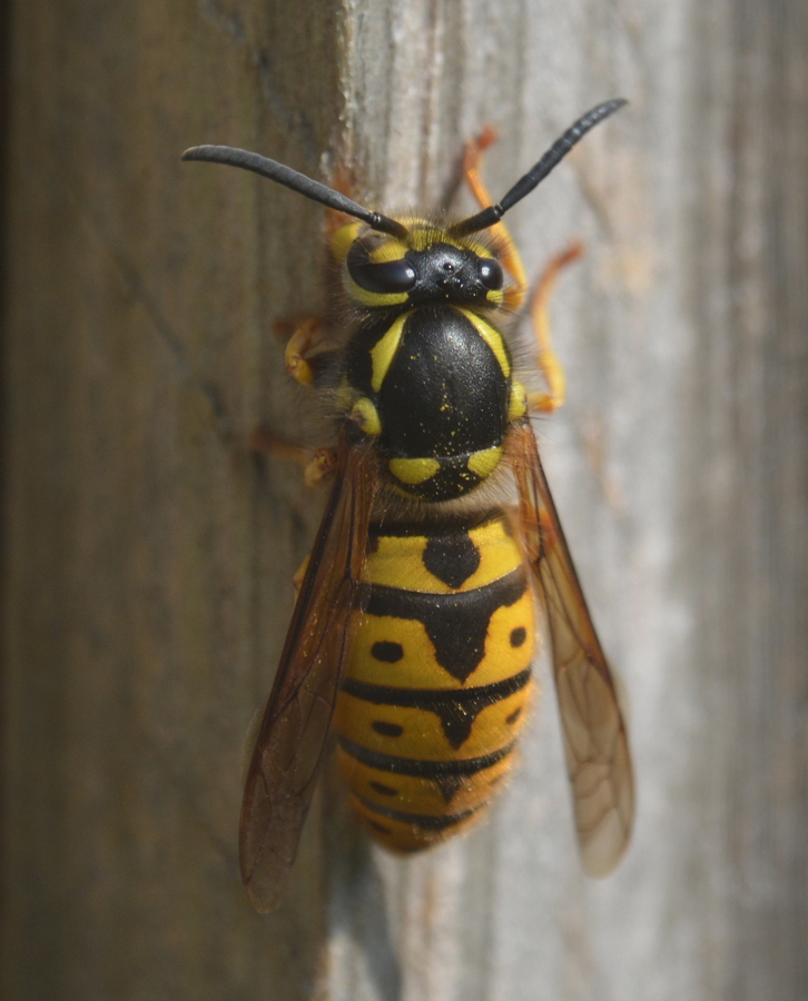 Vespula germanica