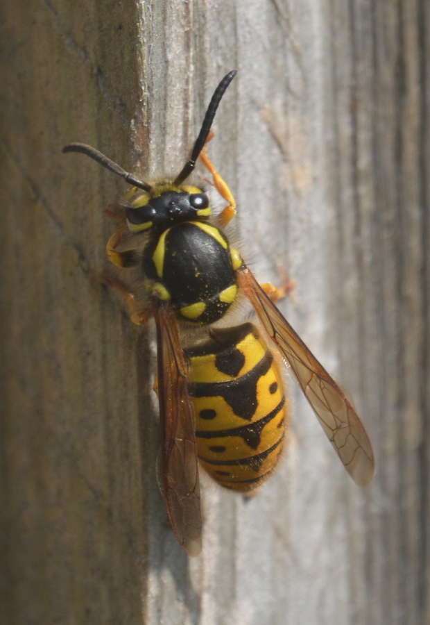 Vespula germanica