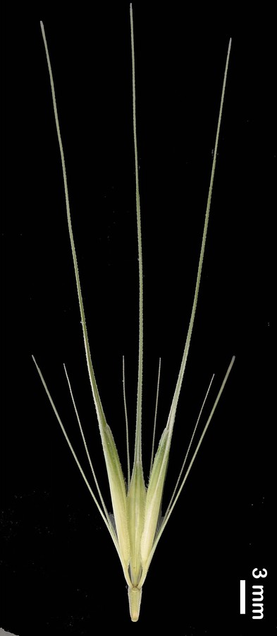 Hordeum murinum ssp. glaucum