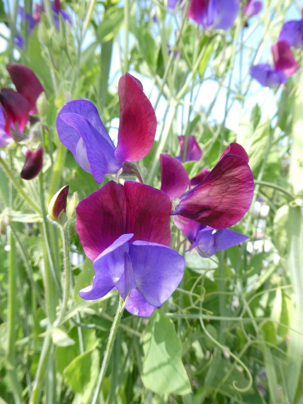 Lathyrus odoratus