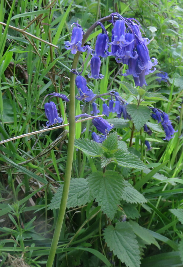 Hyacinthoides non-scripta