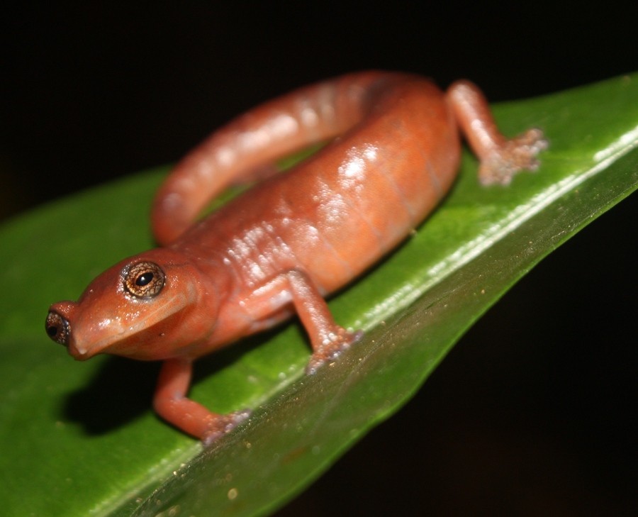Bolitoglossa dunni Bolitoglossa dunni