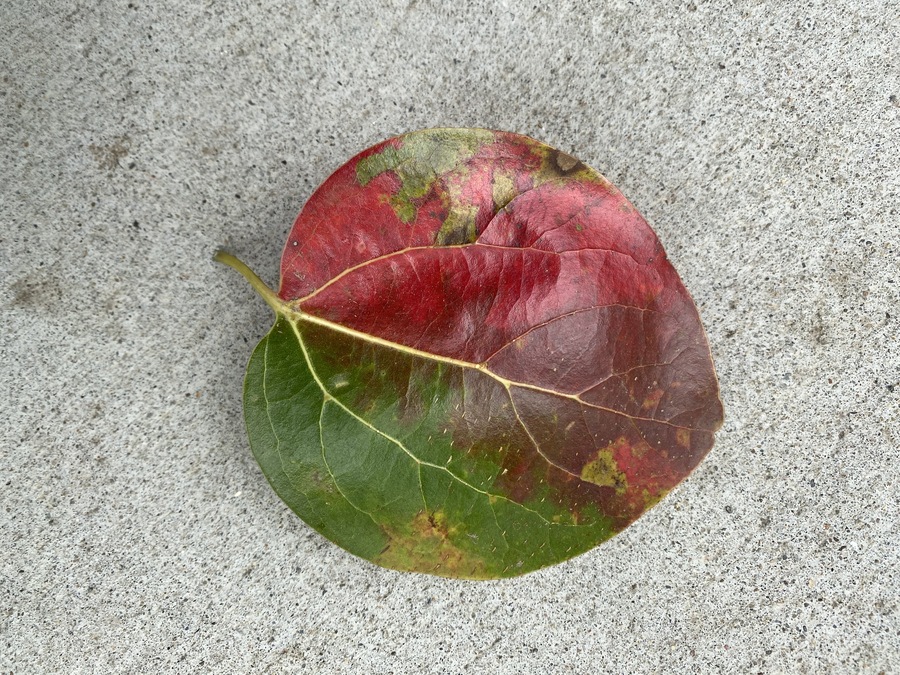 Camphora officinarum