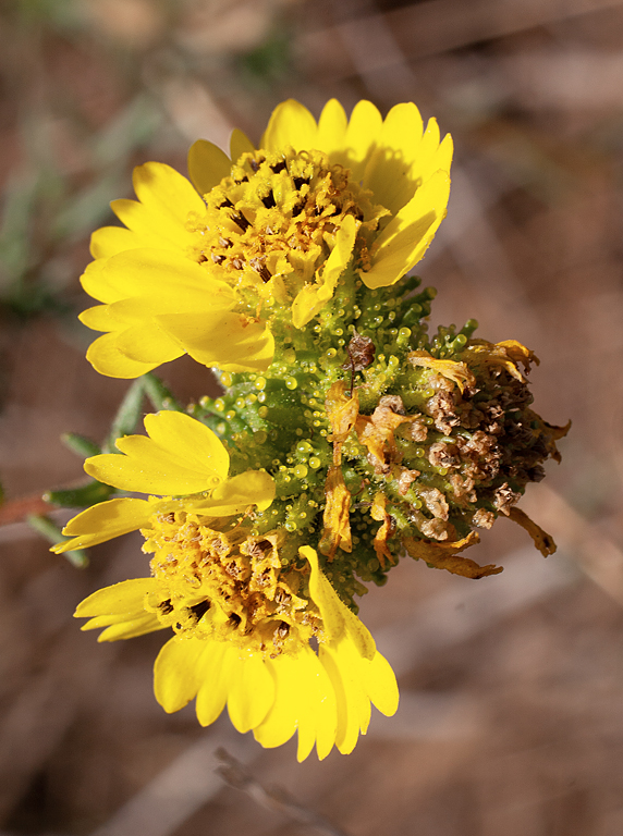 Holocarpha macradenia