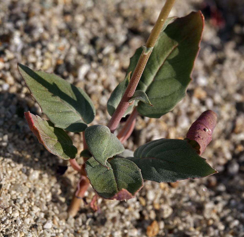 Chylismia claviformis ssp. integrior