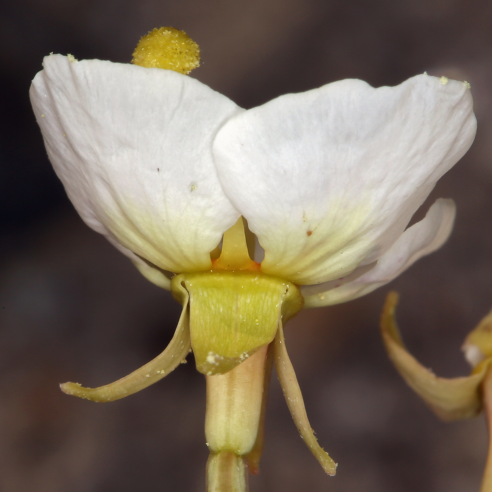 Chylismia claviformis ssp. integrior