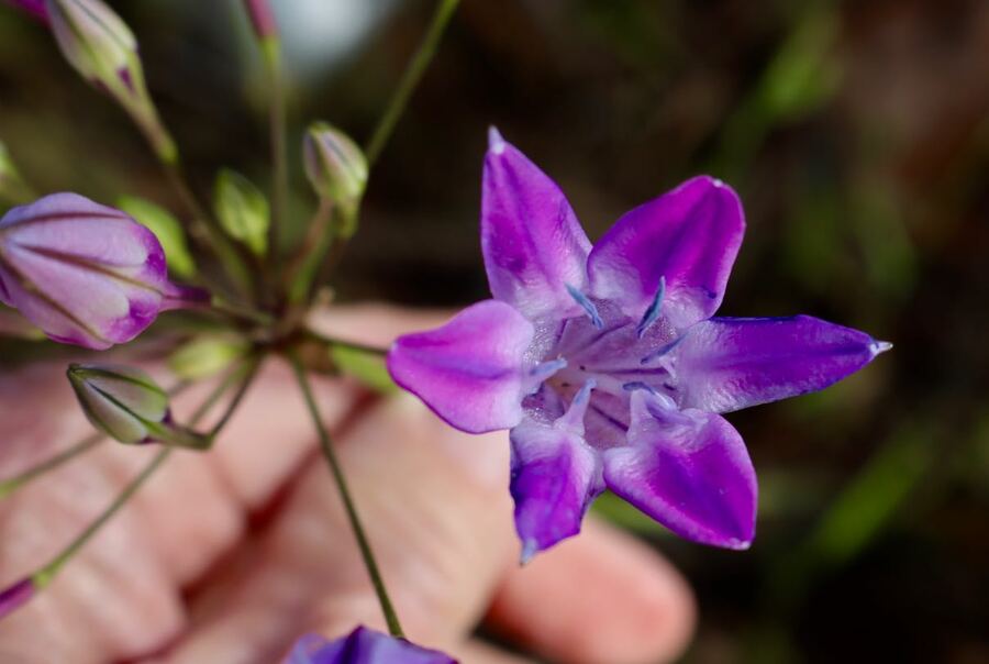 Triteleia bridgesii Triteleia bridgesii