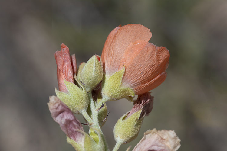 Sphaeralcea hastulata