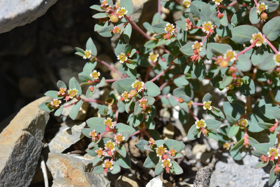 Euphorbia fendleri