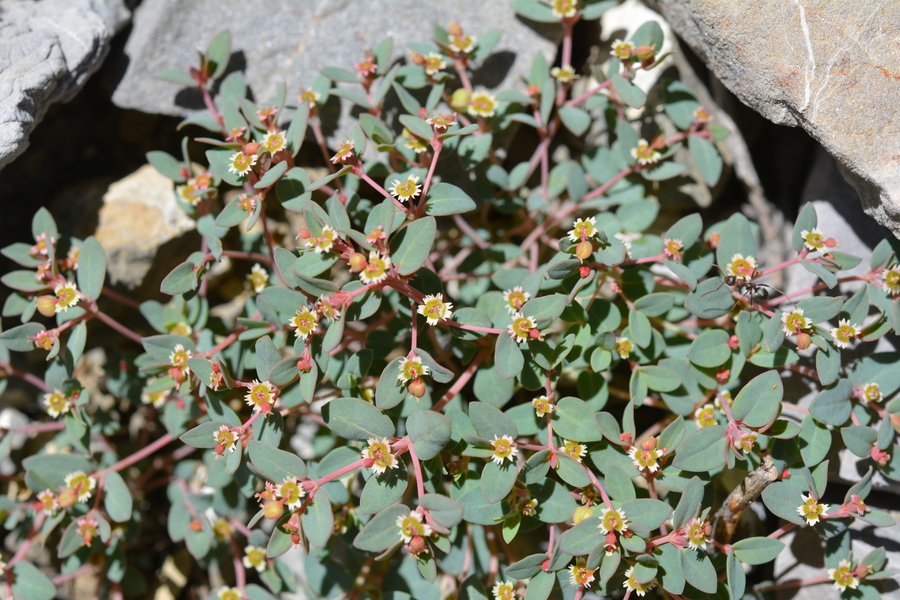Euphorbia fendleri