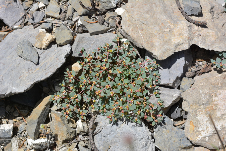Euphorbia fendleri
