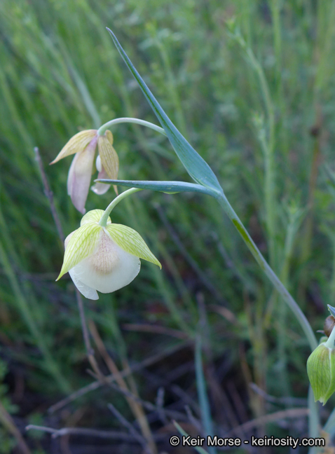 Calochortus albus