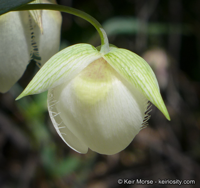 Calochortus albus