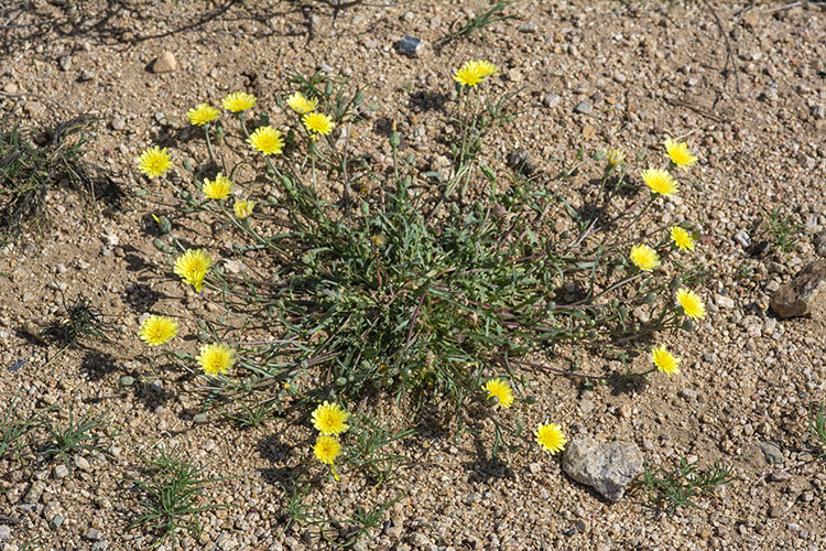Malacothrix fendleri