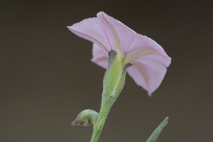 Convolvulus equitans