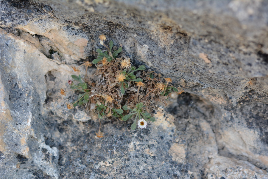 Erigeron uncialis var. uncialis