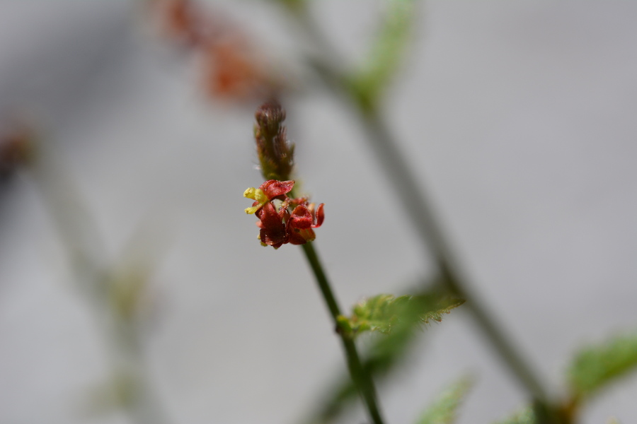 Tragia ramosa