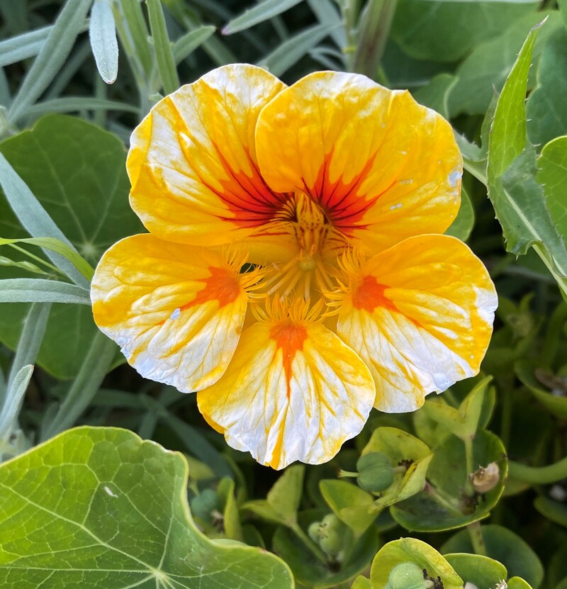 Tropaeolum majus