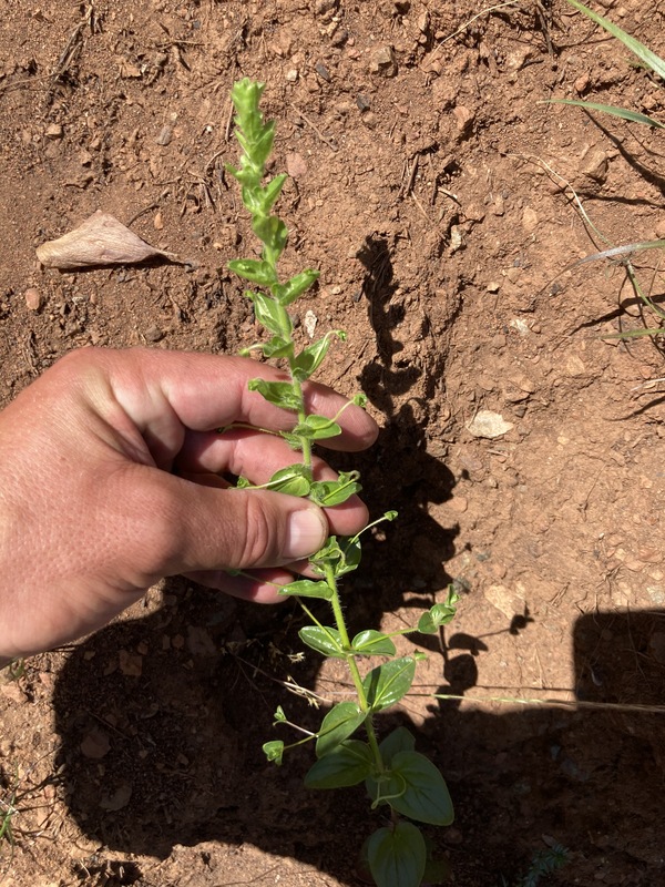 Antirrhinum subcordatum